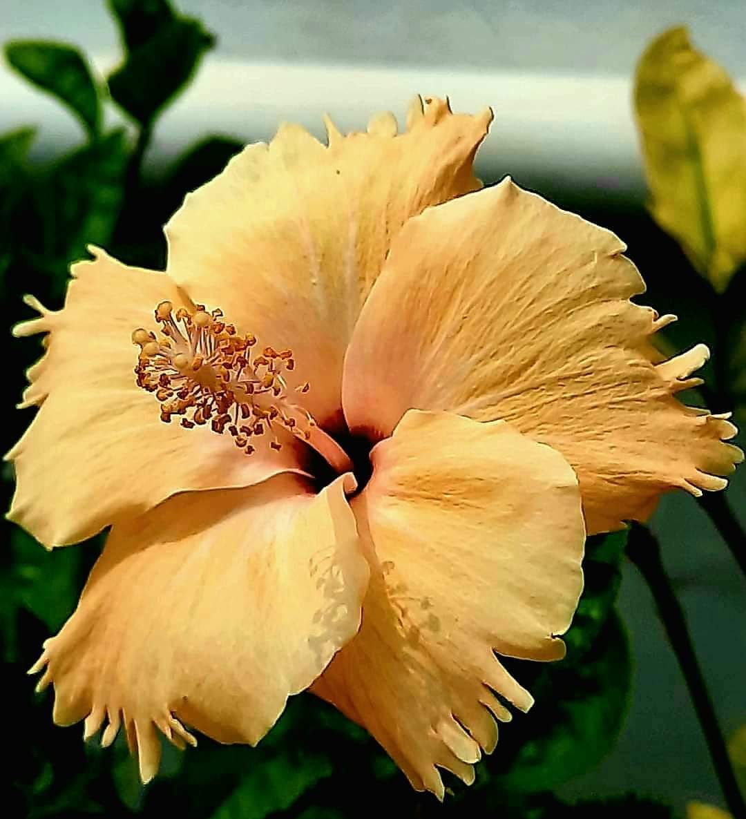 Yellow Hibiscus Flower